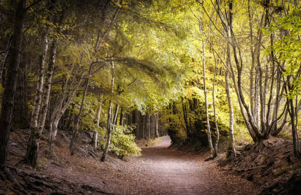 Haldon Forest Park
